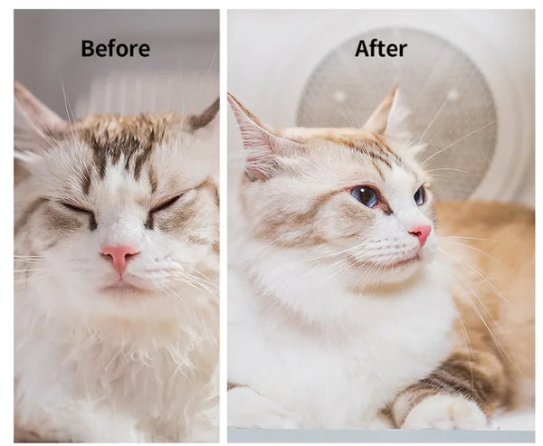 Petkit AirSalon Max Pro